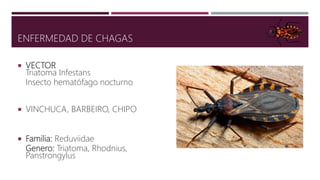 Enfermedad de Chagas | PPTX