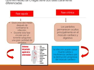 La enfermedad de Chagas tiene dos fases claramente
diferenciadas
• Dura unos dos meses
después de
contraerse la
infección.
• Durante esta fase
circulan por el
torrente sanguíneo
una gran cantidad de
parásitos
Los parásitos
permanecen ocultos
principalmente en el
músculo cardiaco y
digestivo
Fase aguda
Fase crónica
la infección puede causar
muerte súbita o
insuficiencia cardiaca por
la destrucción progresiva
del músculo cardiaco
 