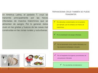 En América Latina, el parásito T. cruzi se
transmite principalmente por las heces
infectadas de insectos triatominios que se
alimentan de sangre. Por lo general, éstos
viven en las grietas y huecos de las casas mal
construidas en las zonas rurales y suburbanas.
TRIPANOSOMA CRUZI TAMBIÉN SE PUEDE
TRANSMITIR:
 Por accidentes de laboratorio
 Por el trasplante de órganos provenientes de
una persona infectada
 Por la transmisión de la madre infectada a su
hijo durante el embarazo o el parto
 Por la transfusión de sangre infectada
 Por alimentos contaminados con el parásito;
por ejemplo, por el contacto con heces de
triatomíneo
 