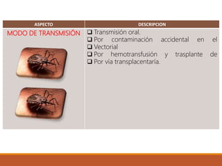 ASPECTO DESCRIPCION
MODO DE TRANSMISIÓN  Transmisión oral.
 Por contaminación accidental en el
 Vectorial
 Por hemotransfusión y trasplante de
 Por vía transplacentaría.
 