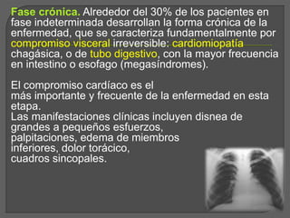 Fase crónica. Alrededor del 30% de los pacientes en
fase indeterminada desarrollan la forma crónica de la
enfermedad, que se caracteriza fundamentalmente por
compromiso visceral irreversible: cardiomiopatía
chagásica, o de tubo digestivo, con la mayor frecuencia
en intestino o esofago (megasíndromes).
El compromiso cardíaco es el
más importante y frecuente de la enfermedad en esta
etapa.
Las manifestaciones clínicas incluyen disnea de
grandes a pequeños esfuerzos,
palpitaciones, edema de miembros
inferiores, dolor torácico,
cuadros sincopales.
 