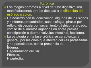 F.crónica
 Los megasíndromes a nivel de tubo digestivo son
manifestaciones tardías debidas a la dilatación del
esófago o colon.
 De acuerdo con la localización, algunos de los signos
y síntomas presentados, son: disfagia, pirosis por
reflujo, dispepsia por vaciamiento gástrico retardado,
vómito de alimentos ingeridos en horas previas,
constipación o diarrea,volvulus intestinal, fecaloma.
 La patología en la fase crónica se caracteriza, en
general, por lesiones que afectan células parasitadas
y no parasitadas, con la presencia de:
Edema.
Degeneración celular.
Fibrosis.
Hipertrofia.
 