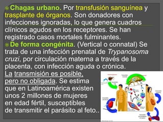  Chagas urbano. Por transfusión sanguínea y
trasplante de órganos. Son donadores con
infecciones ignoradas, lo que genera cuadros
clínicos agudos en los receptores. Se han
registrado casos mortales fulminantes.
 De forma congénita. (Vertical o connatal) Se
trata de una infección prenatal de Trypanosoma
cruzi, por circulación materna a través de la
placenta, con infección aguda o crónica.
La transmisión es posible,
pero no obligada. Se estima
que en Latinoamérica existen
unos 2 millones de mujeres
en edad fértil, susceptibles
de transmitir el parásito al feto..
 