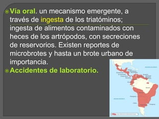 Vía oral. un mecanismo emergente, a
través de ingesta de los triatóminos;
ingesta de alimentos contaminados con
heces de los artrópodos, con secreciones
de reservorios. Existen reportes de
microbrotes y hasta un brote urbano de
importancia.
Accidentes de laboratorio.
 