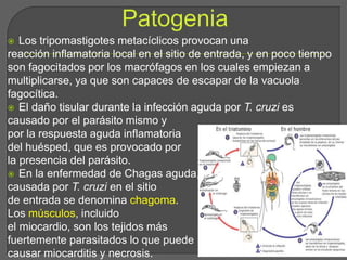  Los tripomastigotes metacíclicos provocan una
reacción inflamatoria local en el sitio de entrada, y en poco tiempo
son fagocitados por los macrófagos en los cuales empiezan a
multiplicarse, ya que son capaces de escapar de la vacuola
fagocítica.
 El daño tisular durante la infección aguda por T. cruzi es
causado por el parásito mismo y
por la respuesta aguda inflamatoria
del huésped, que es provocado por
la presencia del parásito.
 En la enfermedad de Chagas aguda, la lesión inflamatoria
causada por T. cruzi en el sitio
de entrada se denomina chagoma.
Los músculos, incluido
el miocardio, son los tejidos más
fuertemente parasitados lo que puede
causar miocarditis y necrosis.
 