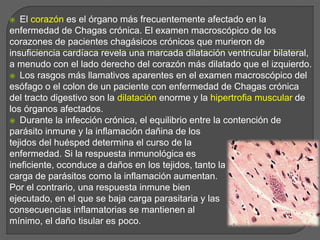  El corazón es el órgano más frecuentemente afectado en la
enfermedad de Chagas crónica. El examen macroscópico de los
corazones de pacientes chagásicos crónicos que murieron de
insuficiencia cardíaca revela una marcada dilatación ventricular bilateral,
a menudo con el lado derecho del corazón más dilatado que el izquierdo.
 Los rasgos más llamativos aparentes en el examen macroscópico del
esófago o el colon de un paciente con enfermedad de Chagas crónica
del tracto digestivo son la dilatación enorme y la hipertrofia muscular de
los órganos afectados.
 Durante la infección crónica, el equilibrio entre la contención de
parásito inmune y la inflamación dañina de los
tejidos del huésped determina el curso de la
enfermedad. Si la respuesta inmunológica es
ineficiente, oconduce a daños en los tejidos, tanto la
carga de parásitos como la inflamación aumentan.
Por el contrario, una respuesta inmune bien
ejecutado, en el que se baja carga parasitaria y las
consecuencias inflamatorias se mantienen al
mínimo, el daño tisular es poco.
 