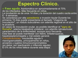  Fase aguda. Asintomática en aproximadamente el 70%
de los infectados. Más frecuente en niños.
La incubación es de unos 14 días y la duración del cuadro oscila entre
6 - 8 semanas.
Se caracteriza por alta parasitemia e invasión tisular Durante los
primeros 15 días puede presentarse el llamado "chagoma de
inoculación", un nódulo subcutáneo con adenitis regional en el sitio de
la picadura;
en casos de inoculación ocular, es posible identificar el "signo de
Romaña", edema bipalpebral unilateral, con adenitis retroauricular,
característico de la enfermedad, aunque poco frecuente.
Esta fase se puede manifestar con fiebre, linfadenopatías,
hepatoesplenomegalia y mal estado general.
Complicaciones: miocarditis aguda o
meningoencefalitis, principalmente en niños,
ancianos y sujetos inmunocomprometidos
(en éstos, por reactivación o infección aguda).
El 5% de los niños fallece durante esta etapa .
 
