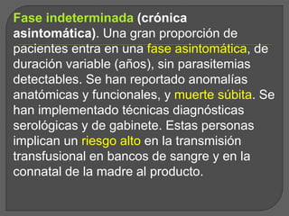 Fase indeterminada (crónica
asintomática). Una gran proporción de
pacientes entra en una fase asintomática, de
duración variable (años), sin parasitemias
detectables. Se han reportado anomalías
anatómicas y funcionales, y muerte súbita. Se
han implementado técnicas diagnósticas
serológicas y de gabinete. Estas personas
implican un riesgo alto en la transmisión
transfusional en bancos de sangre y en la
connatal de la madre al producto.
 