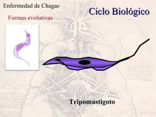 Enfermedad de Chagas
Ciclo BiológicoCiclo Biológico
Formas evolutivas
Tripomastigoto
 