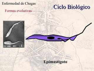 Enfermedad de Chagas
Ciclo BiológicoCiclo Biológico
Formas evolutivas
Epimastigoto
 