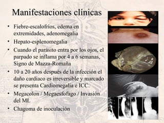 Manifestaciones clínicasManifestaciones clínicas
• Fiebre-escalofríos, edema en
extremidades, adenomegalia
• Hepato-esplenomegalia
• Cuando el parásito entra por los ojos, el
parpado se inflama por 4 a 6 semanas,
Signo de Mazza-Romaña
• 10 a 20 años después de la infección el
daño cardiaco es irreversible y marcado
se presenta Cardiomegalia e ICC.
• Megacolon / Megaesfofago / Invasión
del ML
• Chagoma de inoculación
 