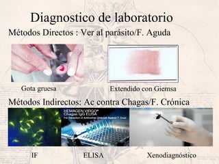 Diagnostico de laboratorio
Métodos Directos : Ver al parásito/F. Aguda
Métodos Indirectos: Ac contra Chagas/F. Crónica
Gota gruesa Extendido con Giemsa
IF ELISA Xenodiagnóstico
 