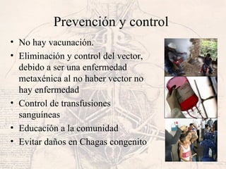Prevención y control
• No hay vacunación.
• Eliminación y control del vector,
debido a ser una enfermedad
metaxénica al no haber vector no
hay enfermedad
• Control de transfusiones
sanguíneas
• Educación a la comunidad
• Evitar daños en Chagas congenito
 