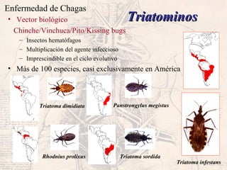 Enfermedad de Chagas
TriatominosTriatominos• Vector biológico
Chinche/Vinchuca/Pito/Kissing bugs
– Insectos hematófagos
– Multiplicación del agente infeccioso
– Imprescindible en el ciclo evolutivo
• Más de 100 especies, casi exclusivamente en América
Triatoma infestans
Triatoma dimidiata Panstrongylus megistus
Rhodnius prolixus Triatoma sordida
 