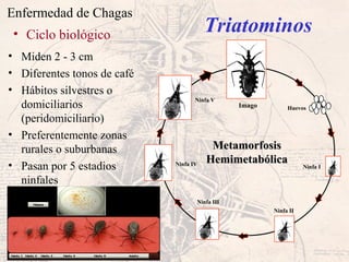 Enfermedad de Chagas
MetamorfosisMetamorfosis
HemimetabólicaHemimetabólica
Imago Huevos
Ninfa V
Ninfa IV
Ninfa III
Ninfa II
Ninfa I
• Ciclo biológico
• Miden 2 - 3 cm
• Diferentes tonos de café
• Hábitos silvestres o
domiciliarios
(peridomiciliario)
• Preferentemente zonas
rurales o suburbanas
• Pasan por 5 estadios
ninfales
Triatominos
 