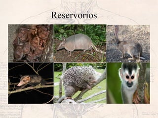 Reservorios
 