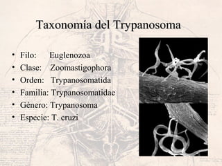 Taxonomía del TrypanosomaTaxonomía del Trypanosoma
• Filo: Euglenozoa
• Clase: Zoomastigophora
• Orden: Trypanosomatida
• Familia: Trypanosomatidae
• Género: Trypanosoma
• Especie: T. cruzi
 