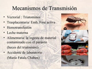 Mecanismos de TransmisiónMecanismos de Transmisión
• Vectorial : Triatominos
• Trasplacentaria/ Emb. Fase activa
• Hemotransfusión
• Leche materna
• Alimentaria: la ingesta de material
contaminado con el parásito
(heces del triatomino).
• Accidente de laboratorio
(Mario Fatala Chaben)
 