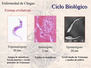 Enfermedad de Chagas
Ciclo BiológicoCiclo Biológico
Tripomastigoto
20 um
Epimastigoto
20 um
Amastigoto
2 um
Sangre de mamíferos
Tercio anterior y tercio
posterior de Triatomas
Tejidos de mamíferos Tercio medio de Triatomas
y medios de cultivo
Formas evolutivas
 