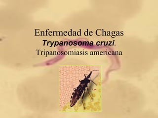 Enfermedad de Chagas
Trypanosoma cruzi.
Tripanosomiasis americana
 