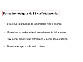 Forma homocigota HbSS + alfa-talasemia

• Se atenúa la gravedad de la hemólisis y de la anemia

• Menos formas de hematíes irreversiblemente deformados.
• Hay menor adhesividad eritrocitaria y menor daño orgánico.
• Tienen más hipocromía y microcitosis

 