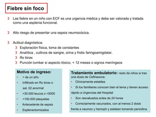 Fiebre sin foco
 Las fiebre en un niño con ECF es una urgencia médica y debe ser valorada y tratada
como una asplenia funcional.
 Alto riesgo de presentar una sepsis neumocócica.
 Actitud diagnóstica:
 Exploración física, toma de constantes
 Analítica , cultivos de sangre, orina y frotis faringoamigdalar.
 Rx tórax
 Punción lumbar si aspecto tóxico, < 12 meses o signos meníngeos

Motivo de ingreso:

Tratamiento ambulatorio: resto de niños si tras

•

< de un año

una dosis de Ceftriaxona:

•

Infiltrado en Rx tórax o

•

Clínicamente estables

sat. 02 anormal

•

Si los familiares conocen bien el tema y tienen acceso

•

>30.000 leucos o <5000

rápido a Urgencias del Hospital

•

<100.000 plaquetas

•

Son reevaluados antes de 24 horas

•

Antecedente de sepsis

•

Correctamente vacunados, con al menos 2 dosis

•

Esplenectomizados

frente a neumoc y hemoph y estaban tomando penicilina

 