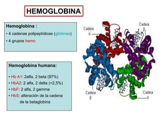 HEMOGLOBINA
Hemoglobina :
• 4 cadenas polipeptídicas (globinas)
• 4 grupos hemo

Hemoglobina humana:
• Hb A1: 2alfa, 2 beta (97%)
• HbA2: 2 alfa, 2 delta (<2,5%)

• HbF: 2 alfa, 2 gamma
• HbS: alteración de la cadena
de la betaglobina

 