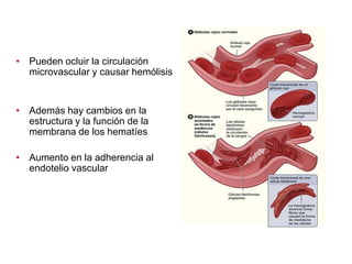 • Pueden ocluir la circulación
microvascular y causar hemólisis

• Además hay cambios en la
estructura y la función de la
membrana de los hematíes
• Aumento en la adherencia al
endotelio vascular

 