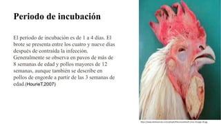 Periodo de incubación
https://www.elsitioavicola.com/uploads/files/cevaatlas/G-Ceva-10-page-30.jpg
El período de incubación es de 1 a 4 días. El
brote se presenta entre los cuatro y nueve días
después de contraída la infección.
Generalmente se observa en pavos de más de
8 semanas de edad y pollos mayores de 12
semanas, aunque también se describe en
pollos de engorde a partir de las 3 semanas de
edad.(HourieT,2007)
 