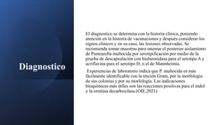 Diagnostico
El diagnostico se determina con la historia clínica, poniendo
atención en la historia de vacunaciones y después considerar los
signos clínicos y en su caso, las lesiones observadas. Se
recomienda tomar muestras para intentar el posterior aislamiento
de Pasteurella multocida por serotipificación por medio de la
prueba de descapsulación con hialuronidasa para el serotipo A y
acriflavina para el serotipo D, o el de Mannheimia.
Experiencias de laboratorio indica que P. multocida es más
fácilmente identificable con la tinción Gram, por la morfología
de sus colonias y por su morfología. Las indicaciones
bioquímicas más útiles son las reacciones positivas para el indol
y la ornitina decarboxilasa.(OIE,2021)
 