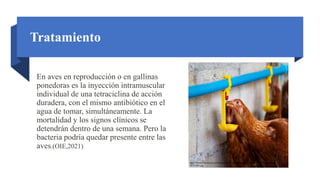 Tratamiento
En aves en reproducción o en gallinas
ponedoras es la inyección intramuscular
individual de una tetraciclina de acción
duradera, con el mismo antibiótico en el
agua de tomar, simultáneamente. La
mortalidad y los signos clínicos se
detendrán dentro de una semana. Pero la
bacteria podría quedar presente entre las
aves.(OIE,2021) https://encryptedtbn0.gstatic.com/images?q=tbn:ANd9GcQiektBxHB
E17YmUvRzsNS6q9Dlv66NTJAF10LWBYCiGLggG2JIDsa_YnG9
MyMGyiqHXq8&usqp=CAU
https://thumbs.dreamstime.com/b/gallinas-bebiendo-agua-por-pez%C3%B3n-en-granjas-
197374001.jpg
 