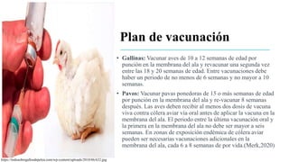 Plan de vacunación
• Gallinas: Vacunar aves de 10 a 12 semanas de edad por
punción en la membrana del ala y revacunar una segunda vez
entre las 18 y 20 semanas de edad. Entre vacunaciones debe
haber un periodo de no menos de 6 semanas y no mayor a 10
semanas.
• Pavos: Vacunar pavas ponedoras de 15 o más semanas de edad
por punción en la membrana del ala y re-vacunar 8 semanas
después. Las aves deben recibir al menos dos dosis de vacuna
viva contra cólera aviar vía oral antes de aplicar la vacuna en la
membrana del ala. El periodo entre la última vacunación oral y
la primera en la membrana del ala no debe ser mayor a seis
semanas. En zonas de exposición endémica de cólera aviar
pueden ser necesarias vacunaciones adicionales en la
membrana del ala, cada 6 a 8 semanas de por vida.(Merk,2020)
https://todosobregallosdepelea.com/wp-content/uploads/2018/06/622.jpg
 