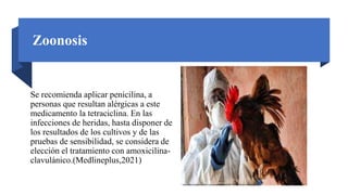 Zoonosis
Se recomienda aplicar penicilina, a
personas que resultan alérgicas a este
medicamento la tetraciclina. En las
infecciones de heridas, hasta disponer de
los resultados de los cultivos y de las
pruebas de sensibilidad, se considera de
elección el tratamiento con amoxicilina-
clavulánico.(Medlineplus,2021)
http://nosoloperros.com/wp-content/uploads/2019/09/Colera-aviar.png
 