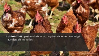 • Sinónimos: pasteurelosis aviar, septicemia aviar hemorrágic
a, colera de los pollos.
https://img.lalr.co/cms/2020/02/25110652/Gallinas.jpg
 