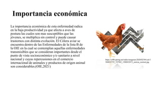Importancia económica
La importancia económica de esta enfermedad radica
en la baja productividad ya que afecta a aves de
postura las cuales son mas susceptibles que las
jóvenes, se multiplica sin control y puede causar
trastornos con distinta evolución. El Cólera aviar se
encuentra dentro de las Enfermedades de la lista B de
la OIE en la cual se contemplan aquellas enfermedades
transmisibles que se consideran importantes desde el
punto de vista socioeconómico y/o sanitario a nivel
nacional y cuyas repercusiones en el comercio
internacional de animales y productos de origen animal
son considerables.(OIE,2021)
https://cr00.epimg.net/radio/imagenes/2020/02/04/cali/1
580832735_747982_1580832873_noticia_normal.jpg
 