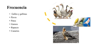 Frecuencia
• Gallos y gallinas
• Pavos
• Patos
• Gansos
• Rapaces
• Canarios
https://misanimales.com/wp-
content/uploads/2019/02/quebrantahuesos-caracteristicas.jpg
 
