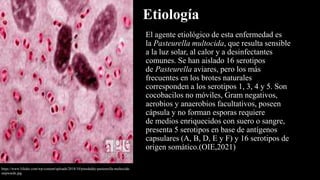 Etiología
El agente etiológico de esta enfermedad es
la Pasteurella multocida, que resulta sensible
a la luz solar, al calor y a desinfectantes
comunes. Se han aislado 16 serotipos
de Pasteurella aviares, pero los más
frecuentes en los brotes naturales
corresponden a los serotipos 1, 3, 4 y 5. Son
cocobacilos no móviles, Gram negativos,
aerobios y anaerobios facultativos, poseen
cápsula y no forman esporas requiere
de medios enriquecidos con suero o sangre,
presenta 5 serotipos en base de antígenos
capsulares (A, B, D, E y F) y 16 serotipos de
origen somático.(OIE,2021)
https://www.lifeder.com/wp-content/uploads/2018/10/pinsdaddy-pasteurella-multocida-
stepwards.jpg
 