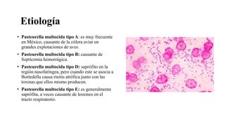 Etiología
• Pasteurella multocida tipo A: es muy frecuente
en México, causante de la cólera aviar en
grandes explotaciones de aves.
• Pasteurella multocida tipo B: causante de
Septicemia hemorrágica.
• Pasteurella multocida tipo D: saprófito en la
región nasofaríngea, pero cuando este se asocia a
Bortedella causa rinitis atrófica junto con las
toxinas que ellos mismo producen.
• Pasteurella multocida tipo E: es generalmente
saprófita, a veces causante de lesiones en el
tracto respiratorio.
 