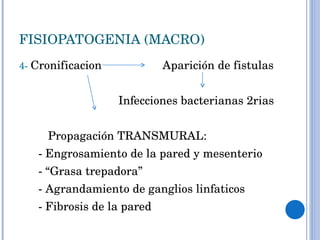 FISIOPATOGENIA (MACRO) 4-  Cronificacion  Aparición de fistulas Infecciones bacterianas 2rias Propagación TRANSMURAL: - Engrosamiento de la pared y mesenterio - “Grasa trepadora” - Agrandamiento de ganglios linfaticos - Fibrosis de la pared 