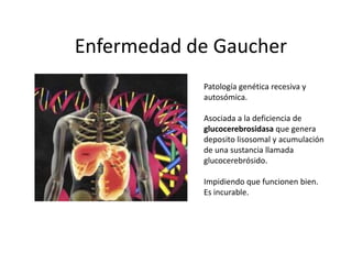 Enfermedad de Gaucher
Patología genética recesiva y
autosómica.
Asociada a la deficiencia de
glucocerebrosidasa que genera
deposito lisosomal y acumulación
de una sustancia llamada
glucocerebrósido.
Impidiendo que funcionen bien.
Es incurable.
 