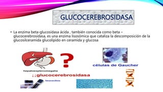 GLUCOCEREBROSIDASA
• La enzima beta-glucosidasa ácida , también conocida como beta –
glucocerebrosidasa, es una enzima lisosómica que cataliza la descomposición de la
glucosilceramida glucolípido en ceramida y glucosa
 