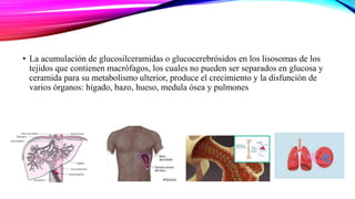 • La acumulación de glucosilceramidas o glucocerebrósidos en los lisosomas de los
tejidos que contienen macrófagos, los cuales no pueden ser separados en glucosa y
ceramida para su metabolismo ulterior, produce el crecimiento y la disfunción de
varios órganos: hígado, bazo, hueso, medula ósea y pulmones
 