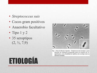 •
•
•
•
•

Streptococcus suis
Cocos gram positivos
Anaerobio facultativo
Tipo 1 y 2
35 seroptipos
(2, ½, 7,9)

ETIOLOGÍA

 