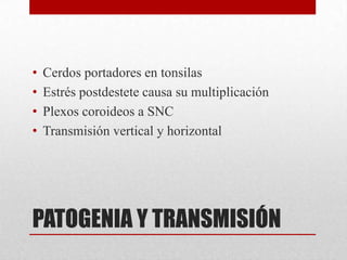•
•
•
•

Cerdos portadores en tonsilas
Estrés postdestete causa su multiplicación
Plexos coroideos a SNC
Transmisión vertical y horizontal

PATOGENIA Y TRANSMISIÓN

 