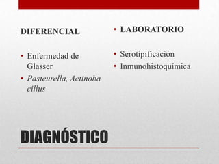 DIFERENCIAL

• LABORATORIO

• Enfermedad de
Glasser
• Pasteurella, Actinoba
cillus

• Serotipificación
• Inmunohistoquímica

DIAGNÓSTICO

 