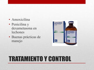 • Amoxicilina
• Penicilina y
dexametasona en
lechones
• Buenas prácticas de
manejo

TRATAMIENTO Y CONTROL

 