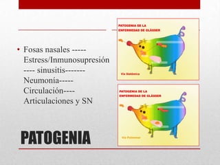 • Fosas nasales ----Estress/Inmunosupresión
---- sinusitis------Neumonía----Circulación---Articulaciones y SN

PATOGENIA

 