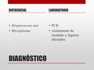 DIFERENCIAL

LABORATORIO

• Streptococcus suis
• Mycoplasma

• PCR
• Aislamiento de
exudado y órganos
afectados

DIAGNÓSTICO

 