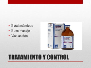 • Betalactámicos
• Buen manejo
• Vacuanción

TRATAMIENTO Y CONTROL

 