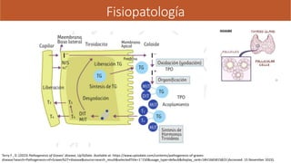 Grace Basedow PRESENTACIÓN ENFERMEDAD DE GRAVES BASEDOW | PPTX